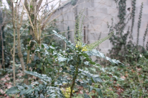 2 mahonia japonica veneux 9 janv 2018 050 (1).jpg