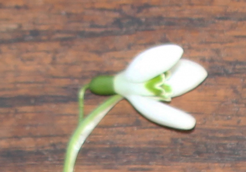 8 galanthus nivalis fleur veneux 4 janv 2016 008 (1).jpg