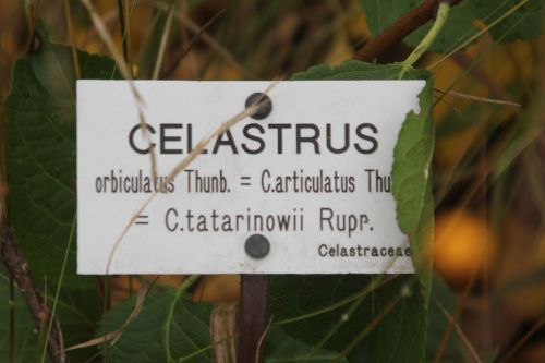celastrus orbiculatus barres 13 oct 2012 126.jpg