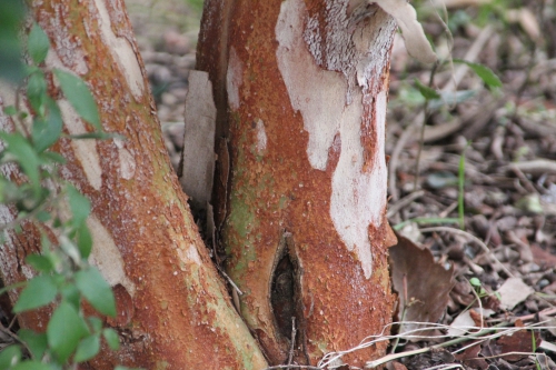 6 luma apiculata paris 10 fév 2015 103.jpg