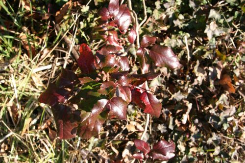 aquifolium veneux 19 fev 064.jpg