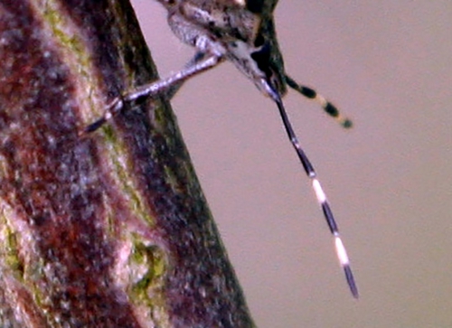 punaise rhaphigaster antenne 10 avril 019.jpg