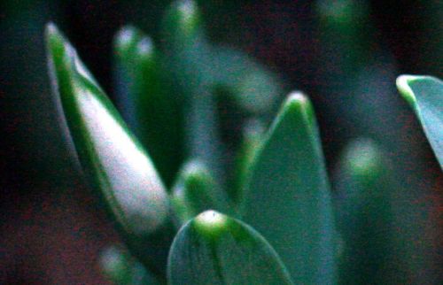 galanthus elwesii fleur 22 dec 001.jpg