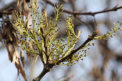 fraxinus angustifolia paris 31 janv 2015 133 (6).jpg