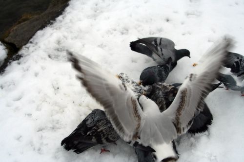 moret pigeons 21 dec 038.jpg