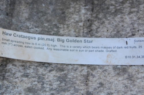 10 crataegus big golden star romi 11 nov 2014 028.jpg