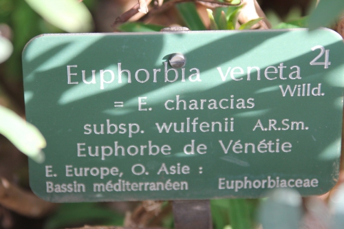 4 euphorbia char wulf paris 31 janv 2015 116.jpg