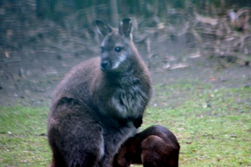 wallaby bébé tète paris 10 juin 050.jpg