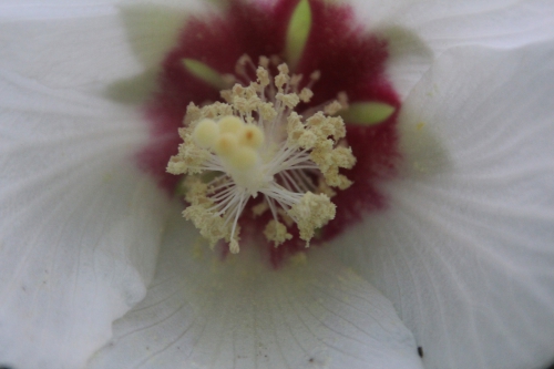 3 hibiscus paramutabilis veneux 23 juil 2017 006.jpg