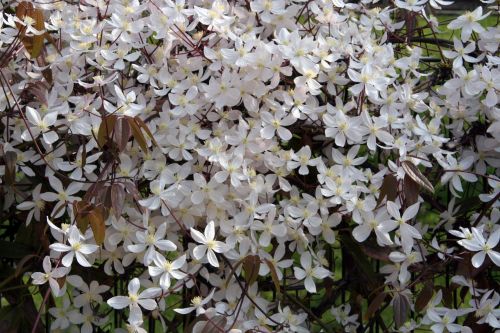 armandii groupe paris 6 avril 199.jpg