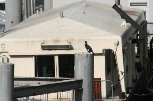 cormoran seine 9 mars 036.jpg