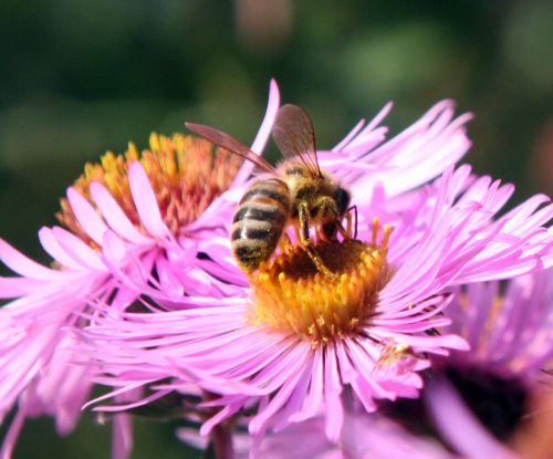 aster abeille romi 23 sept 2010 041.jpg