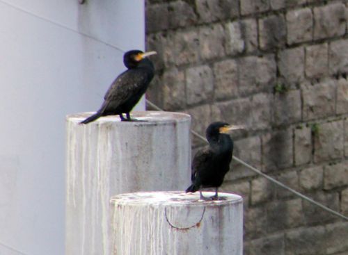 3 cormorans rec paris 1 dec 2013 008.jpg