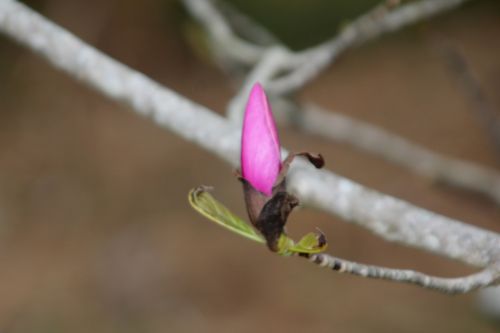 magnolia gresham gb 9 avril 2012 112.jpg