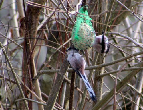 mésange longue queue romi 24 fev 2014 001.jpg