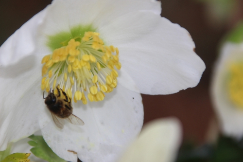 abeille hellébore veneux 1 fev 2017 001 (4).jpg