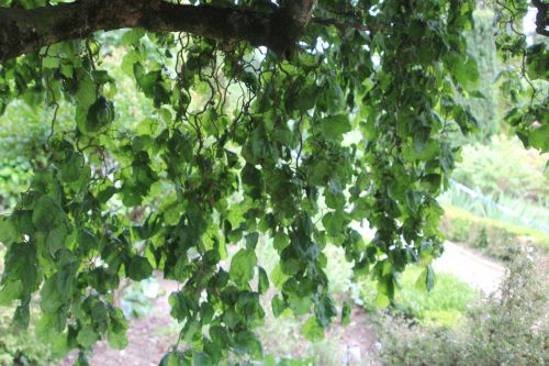 corylus tort branches orchaise 11 juin 2011 018.jpg