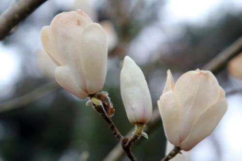 magnolia soul lennei alba gb 9 avril 2012 126.jpg