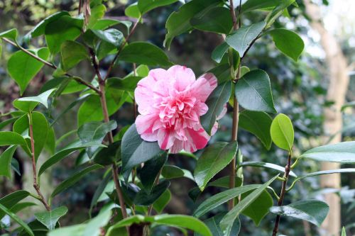 Camellia rose strié le 13 avril 005.jpg