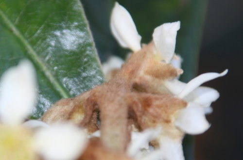 eriobotrya oliver veneux péd 12 nov 2015 007 (5).jpg