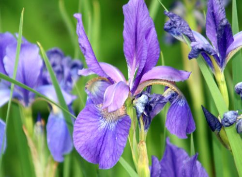 iris typhifolia paris 27 avril 149.jpg