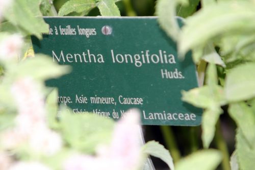 mentha longifolia étiq paris 21 juil 2012 053.jpg