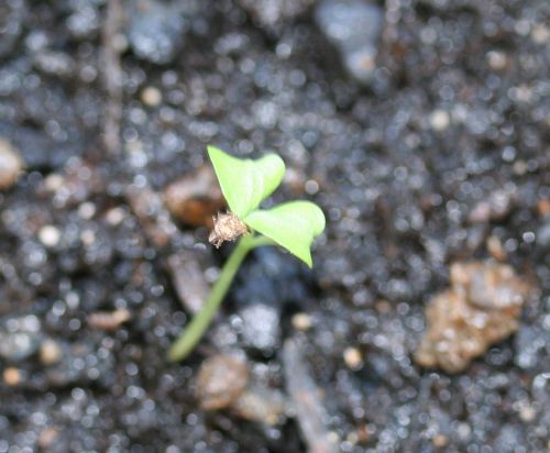 hookeri semis 23 fev 004.jpg