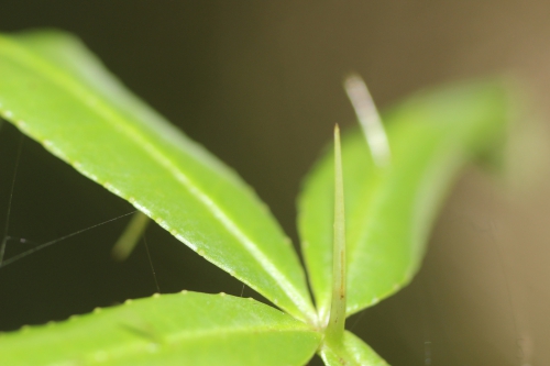 zanthoxylum subtrifoliatum 21 août 2015 001 (5).jpg