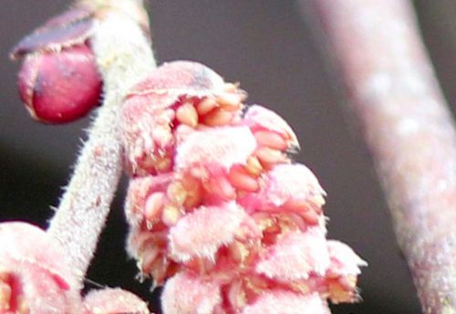 9 corylus pollen romi 1 mars 2012 036.jpg