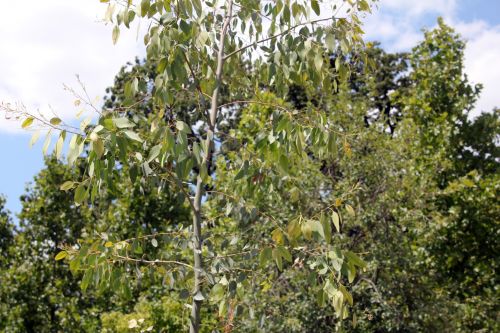 eucalyptus adulte 1 paris 2 juil 2011 056.jpg