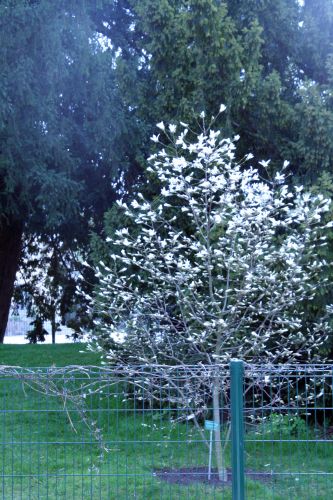 3 magnolia proctoriana paris 23 mars 014.jpg