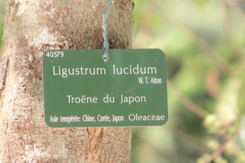 ligustrum lucidum paris 21 juil  2012 295 (9).jpg
