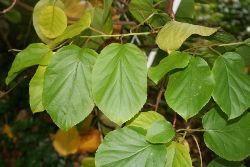 actinidia x feuilles veneux 25 sept 2010 013.jpg