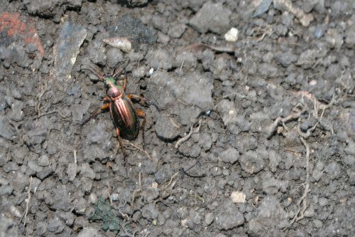 a carabus auratus  romi 25 oct 2008 (5).jpg