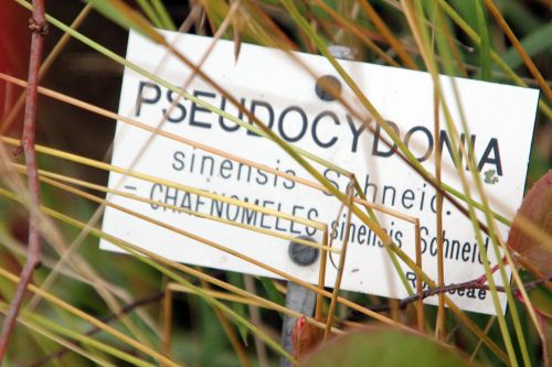 4 pseudocydonia barres 13 oct 2012 151.jpg