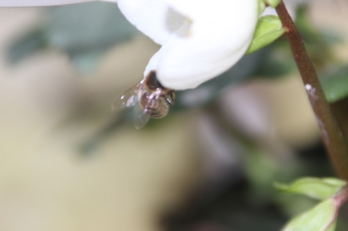 abeille hellébore veneux 1 fev 2017 001 (5).jpg
