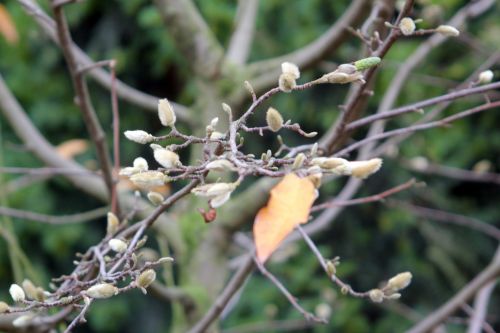 2 magnolia proctoriana paris 10 nov 2012 103.jpg