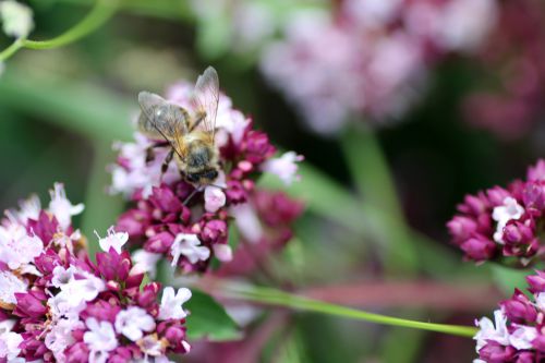 r3 origan abeille 16 juil  2012 041 (2).jpg