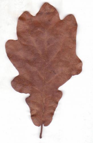 quercus feuilles romi 9 jan.jpg
