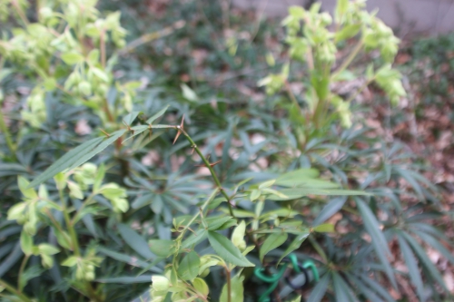 5 zanthoxylum subtrifoliatum veneux 26 fév 2017 001.jpg