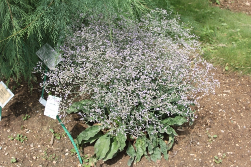 limonium latifolium marnay 19 juil 2015 023 (1).jpg