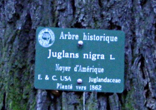 juglans nigra étiquette paint paris 15 dec 121.jpg