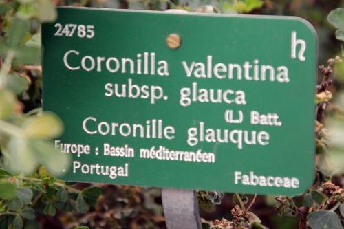 6 coronilla paris 3 mars 2012 123.jpg