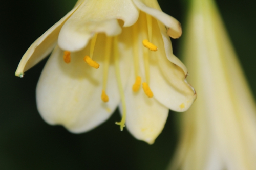 clivia jaune veneux 18 juil 2015 014 (4).jpg