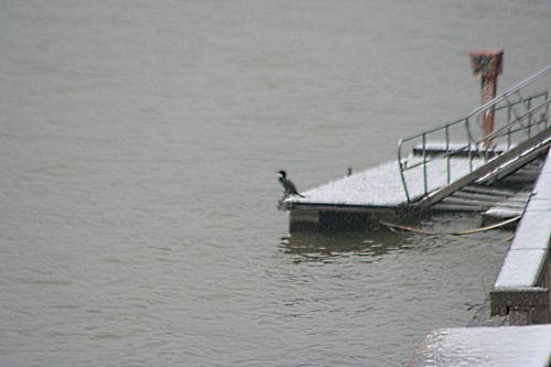 cormoran p 2 fev 019.jpg