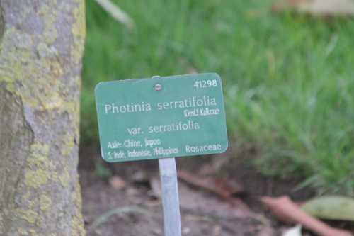 photinia serratifolia paris 24 déc 2012 047 (3).jpg