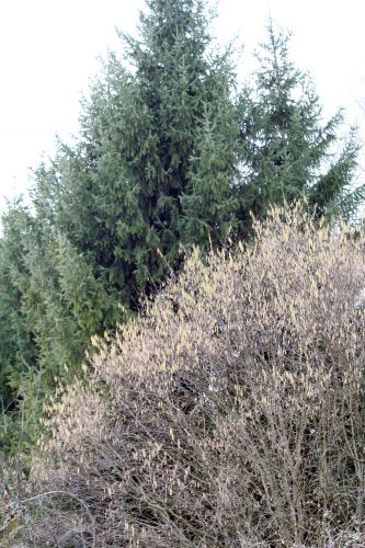 coniferes noisetiers 14 janvier 011.jpg