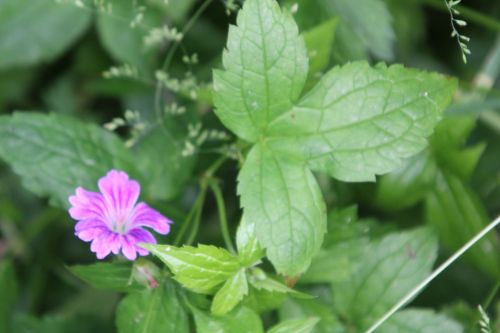 geranium nodosum 4 romi 9 juin 2012 105 (2).jpg