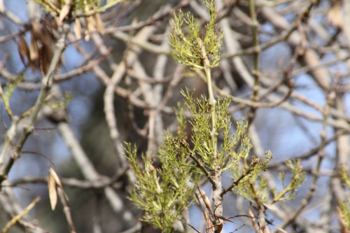 fraxinus angustifolia paris 31 janv 2015 133 (4).jpg