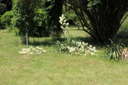 1 yucca aloifolia barres 27 juillet 2013 025.jpg